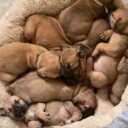 Boerboels from Dream Team Boerboel
