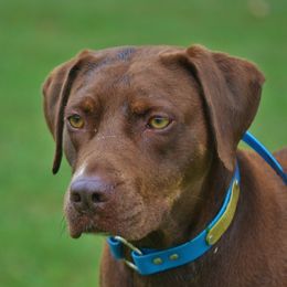 Fiona - Catahoula Leopard Dog