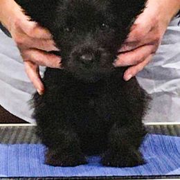 Skye Terrier Puppies from Falkor Skye Terriers