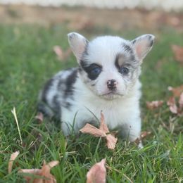 Charm - Blue merle and white female American Corgi puppy in East Oakdale, California from Rhettro Kennels