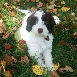 Australian Labradoodle Puppies from Cornerstone Labradoodles