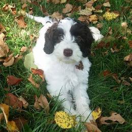 Australian Labradoodle Puppies from Cornerstone Labradoodles