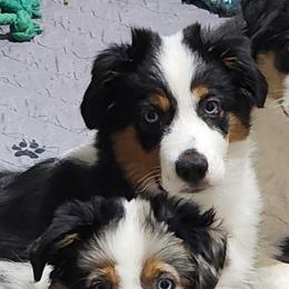 Adonis - Black tri male Miniature Australian Shepherd puppy in Philpot, Kentucky from Miller Hill Mini American Shepherds and Mini Australian Shepherds