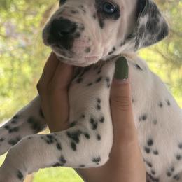 Fern - White and black female Dalmatian puppy in Lehigh Acres, Florida from PupsMansion