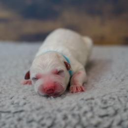 Berger Blanc Suisse Puppies from Moonlight Berger Blanc Suisses
