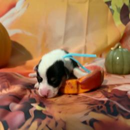 Flapjack - Black and tan male Pembroke Welsh Corgi puppy in Saint George, South Carolina from Carolina cotton candy corgis