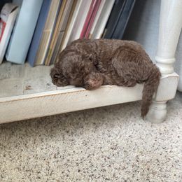 Goldendoodle Puppies from Brighton Doodles