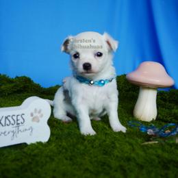 Poppy - Black and tan female Chihuahua puppy in Bois D Arc, Missouri from Carsten's Chihuahuas