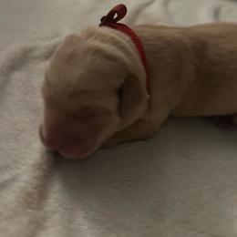 Red Female - Yellow female Labrador Retriever puppy in Durango, Colorado from Burress Family Farm and Kennels