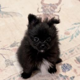 Bitty Baby - Black male Pomeranian puppy in Danielsville, Georgia from PassionatePomPoms