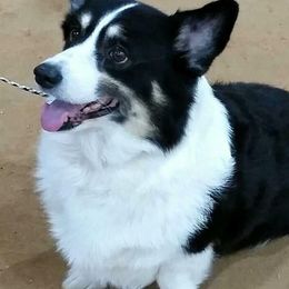 Pembroke Welsh Corgis from Countrylane Corgis