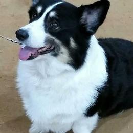 Pembroke Welsh Corgis from Countrylane Corgis