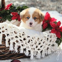Macadamia - Red merle and white American Corgi puppy in Cameron, North Carolina from Butts Family Corgis