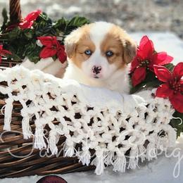 Macadamia - Red merle and white American Corgi puppy in Cameron, North Carolina from Butts Family Corgis