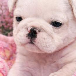Bulldogs from Rollin 7 Bulldogs