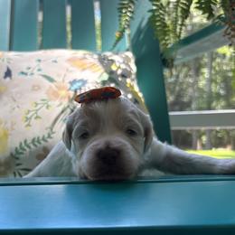 Dancing Queen - Cream female Labradoodle puppy in Camden, North Carolina from Oopsie Doodles of NC