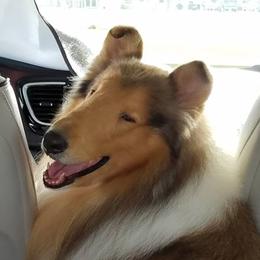 Collies from GlenLoch Collies