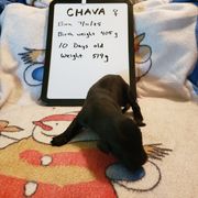 Chava - Black female Flat-Coated Retriever puppy in Stillwater, Minnesota from Whirlwind Flat-Coated Retrievers