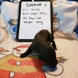 Chava - Black female Flat-Coated Retriever puppy in Stillwater, Minnesota from Whirlwind Flat-Coated Retrievers