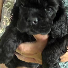 Uno - Black male Cocker Spaniel puppy in Ocala Fl, Florida from Encore Cockers
