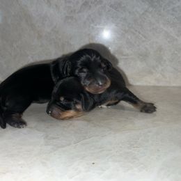 Girl 2 - Black and tan female Dachshund puppy in Jurupa Valley, California from Divine Doxies