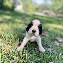 English Springer Spaniel Puppies from Redemption Fields