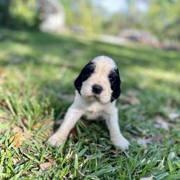 English Springer Spaniel Puppies from Redemption Fields
