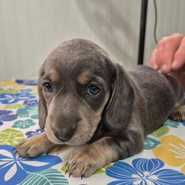 Gracie - Gray (blue) and cream female Dachshund puppy in Randolph, Texas from Spindle's Little Treasures