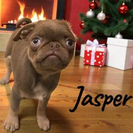 Jasper, formerly Joey - Silver male Pug puppy in Onalaska, Washington from Cupid’s Pugs