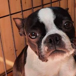 Clementine - Boston Terrier