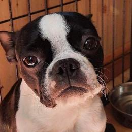 Clementine - Boston Terrier