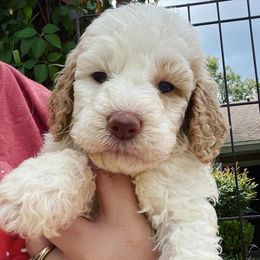 Bernedoodle, Cavalier King Charles Spaniel, and Goldendoodle Puppies from Dandelion Doodles