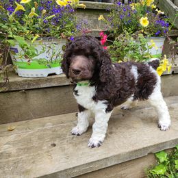 Poodle Puppies from Joyful Paw Poodles