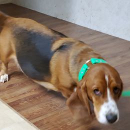 Piper  - Basset Hound