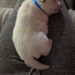 Pomsky Puppies from Valparaiso Pomskys