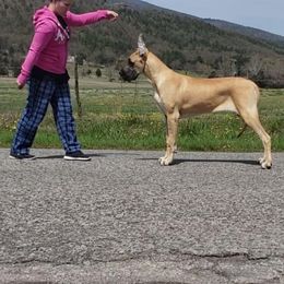 Great Dane All Grown Up from Pegasus Great Danes