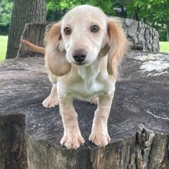 Frida - Red female Dachshund puppy in Industry, Illinois from KDKs Kennels