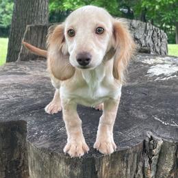 Frida - Red female Dachshund puppy in Industry, Illinois from KDKs Kennels