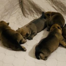 Boy 2 - Red male Norfolk Terrier puppy in Bristol, Tennessee from Holston Hollow Farm