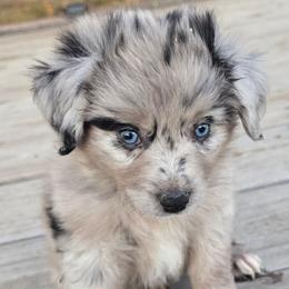 Sterling - Blue merle male Miniature Australian Shepherd puppy in Paris, Texas from Blue Envy Mini Aussies