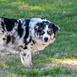 Aspen - Australian Shepherd