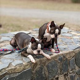 Boston Terriers and Italian Greyhounds from To-Sa’s Kennel