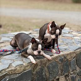 Boston Terriers and Italian Greyhounds from To-Sa’s Kennel