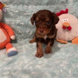 Teddy - Red phantom male Aussiedoodle puppy in Bee Branch, Arkansas from Scroggins Creek Doodles