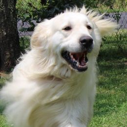 Golden Retrievers from Fiddle In Gold Retrievers