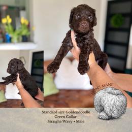 Lion's Mane - Green Collar - Chocolate male Goldendoodle puppy in Garland, Texas from Twilight Doodles
