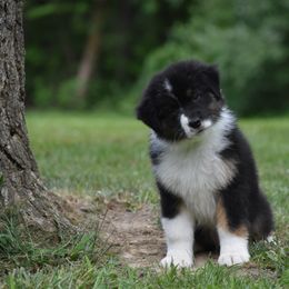 Lime - Black tri-color male Australian Shepherd puppy in Pilot, Virginia from Obsidian Australian Shepherd