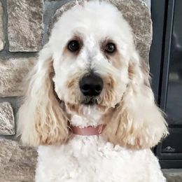 Sunshine - Goldendoodle