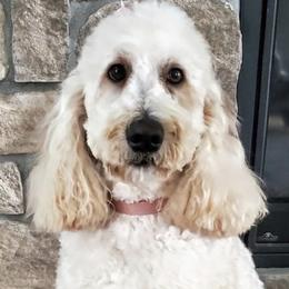 Sunshine - Goldendoodle