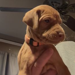 Peaches - Golden rust female Vizsla puppy in Plymouth, Minnesota from Carlson Vizslas